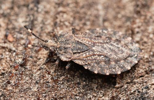 Réf. 324 060 : Aradus ribauti